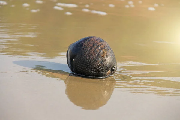 En brun kokos flottar i havet. Coconut närbild — Stockfoto