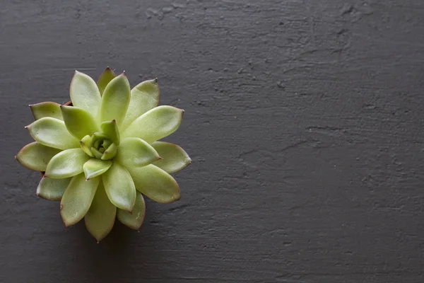 Grön saftig miniatyr suckulenta i form av en helig blomma, — Stockfoto