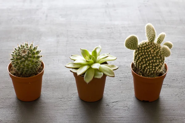 Tres pequeñas ollas de cactus y suculentas están en una fila, en un bl — Foto de Stock
