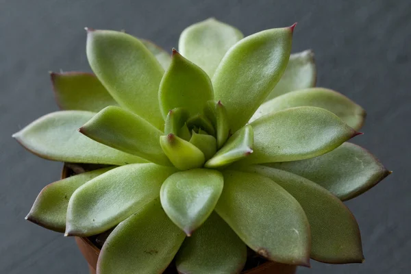 Suculento verde em miniatura suculento na forma de uma flor sagrada , — Fotografia de Stock