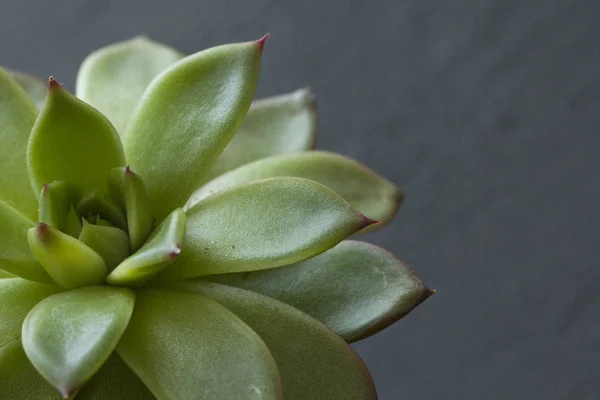 Grön saftig miniatyr suckulenta i form av en helig blomma, — Stockfoto