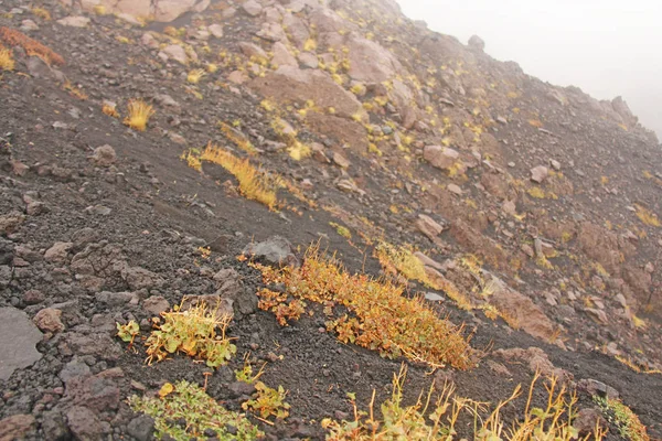 Yellow Moss on Mount Etna. The Etna volcano crater. Black Volcan