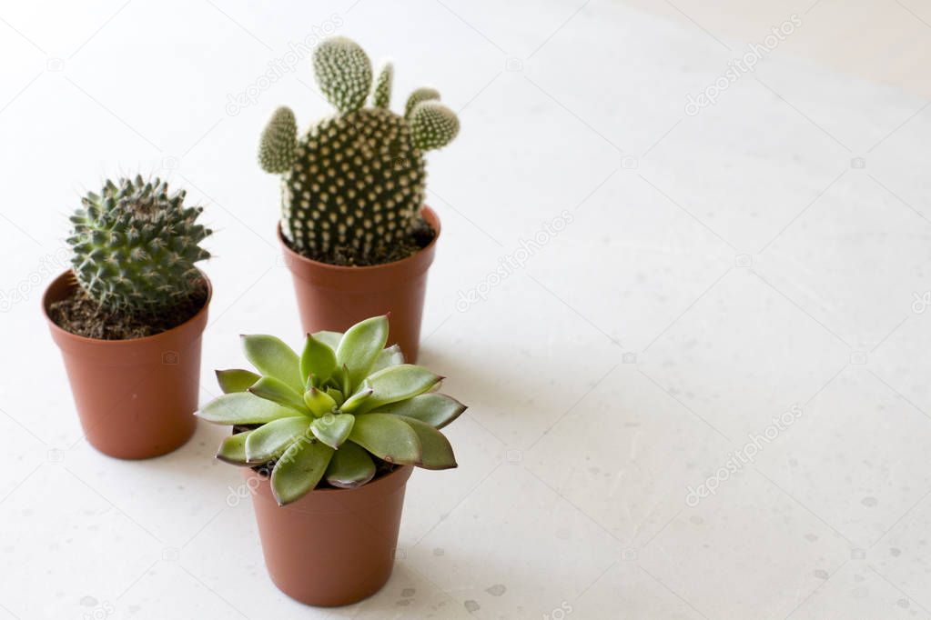 Three small pots of cacti and succulents stand on a white or gra