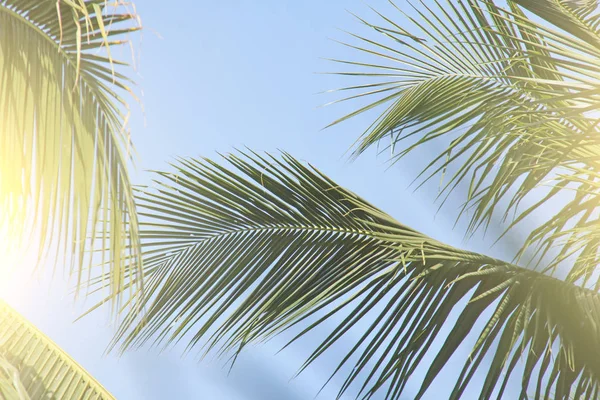 Grüne Blätter einer Palme, Sonne und blauer Himmel. schön exotisch — Stockfoto