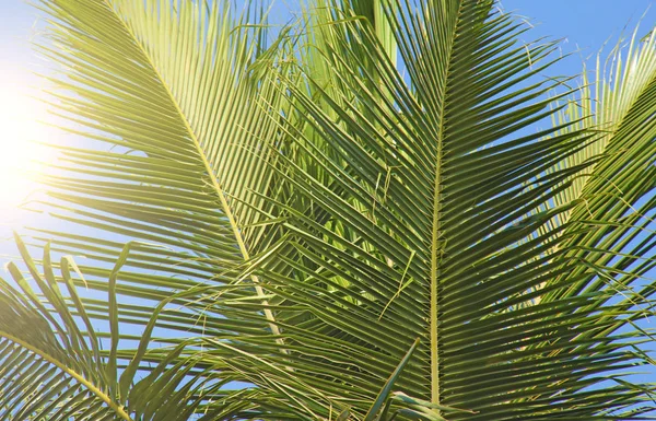 Grüne Blätter einer Palme, Sonne und blauer Himmel. schön exotisch — Stockfoto