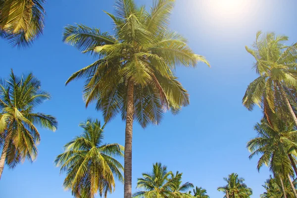 Green beautiful palms with coconuts against the blue sky and sun — Stock Photo, Image