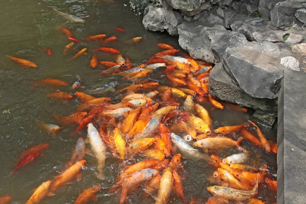 Goldkarpfen chinesisch. Fische im Teich. Stadt Shanghai — Stockfoto