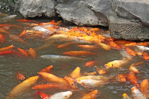黄金の鯉の中華。池の魚座上海市 — ストック写真