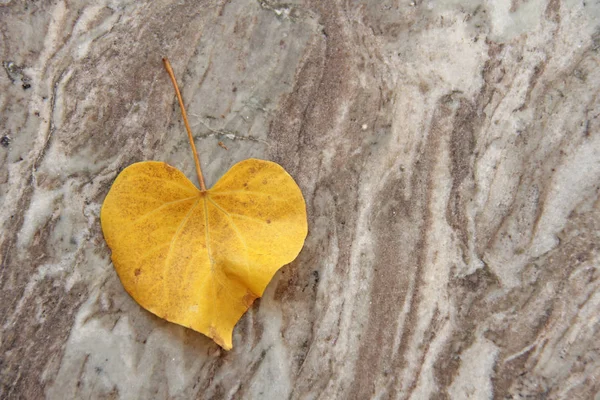 Uma folha amarela de uma árvore na forma de um coração jaz na marb — Fotografia de Stock