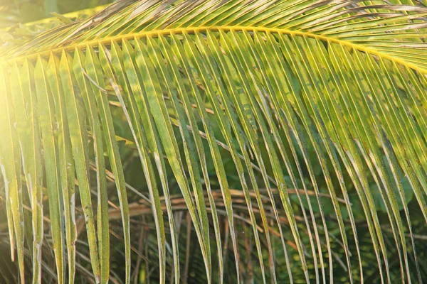 Belle feuille de palmier vert et soleil. Fond vert de palmier — Photo