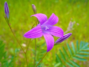 Yeşil çim bir arka plan üzerinde Leylak çiçek çan