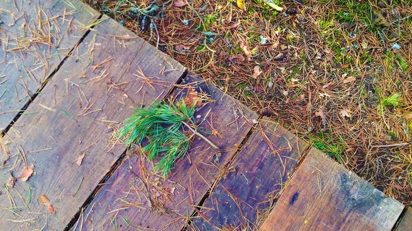Ramo de pinho em uma estrada florestal feita de madeira e musgo verde, topo vi — Fotografia de Stock