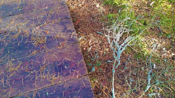 Erdei út a fából készült deszkák és a zöld moha, felülnézet — Stock Fotó
