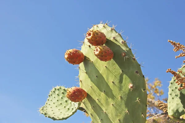 Opuntia Cactus and Cactus Fruits on the Blue Sky Background. Fam