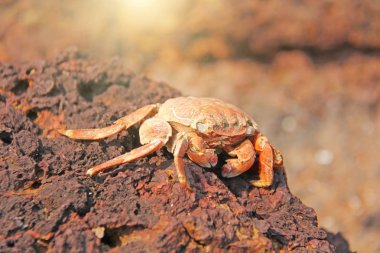 Bir portakal yengeç yakın çekim Denizi üzerinde bir taş üzerinde yatıyor. Deniz yengeç