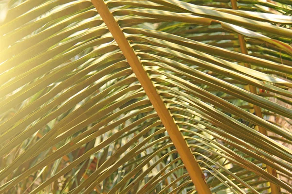 Schöne grüne Palmblätter und Sonne. grüner Hintergrund der Palme — Stockfoto