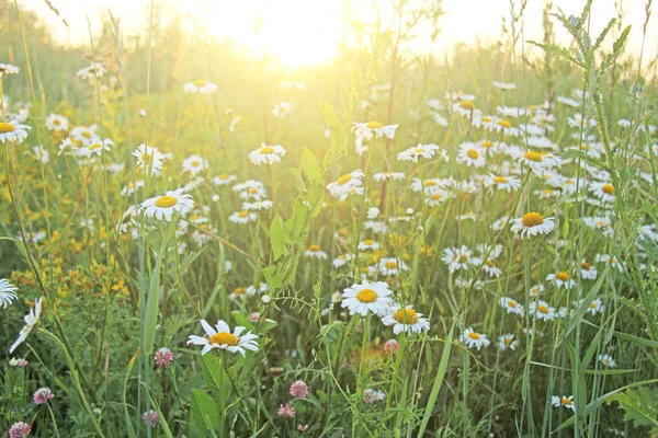 Groen veld van witte camomiles en zon. Een veld van zomer bloem — Stockfoto