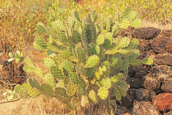 Cactus opuntia verde. Índia, GOA. Fundo verde — Fotografia de Stock