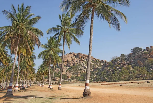 Uma bela palmeira ou floresta. Green Palm Grove, sol e azul — Fotografia de Stock