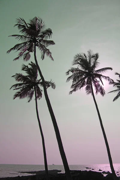 Silhuetas de palmeiras contra o pôr-do-sol pastel em um sk verde claro — Fotografia de Stock