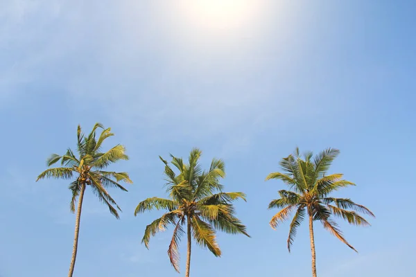 Three beautiful palm trees against the blue sky and bright sun. — Stock Photo, Image