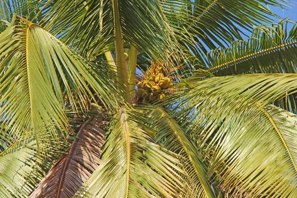 Зеленые красивые пальмы с кокосами на фоне голубого неба и солнца — стоковое фото