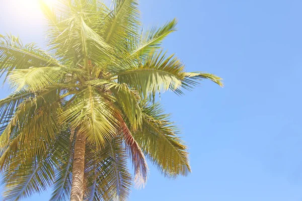 Green beautiful palms with coconuts against the blue sky and sun — Stock Photo, Image