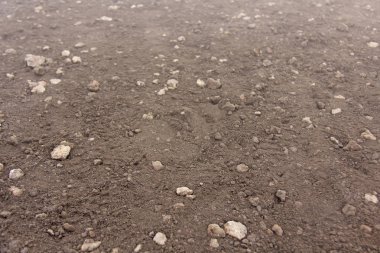 Volkanik Kahverengi Toprak Etna volkan. Sicilya adaları, İtalya.
