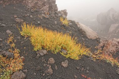 Etna Dağı'ndaki sarı yosun. Etna volkan krateri. Siyah Volkan