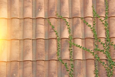 Kiremit Çatısı. Terracotta Eski Fayans. Fayansdan Bej Arka Plan