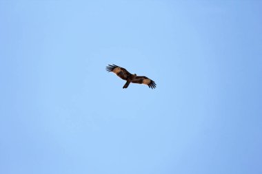 Bir kartalın silueti, mavi gökyüzündeki bir kuşun silueti, manzara