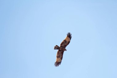 Bir kartalın silueti, mavi gökyüzündeki bir kuşun silueti, manzara