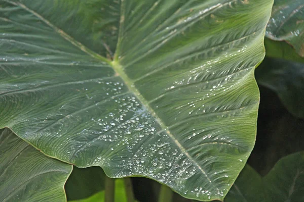Big Leaf Images Search Images On Everypixel