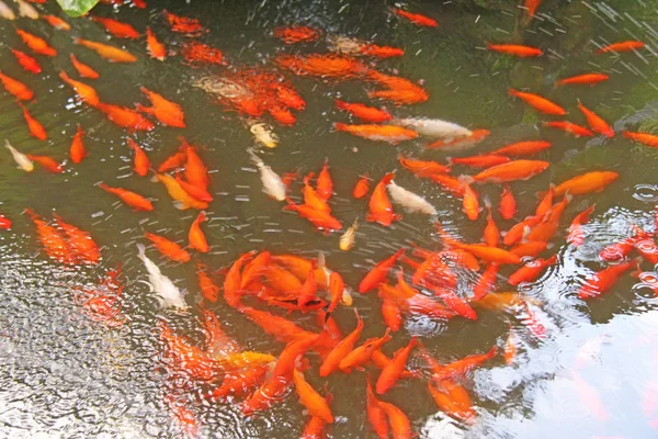 Rote Fische schwimmen im kleinen Teich im Park. botanischer Garten o — Stockfoto