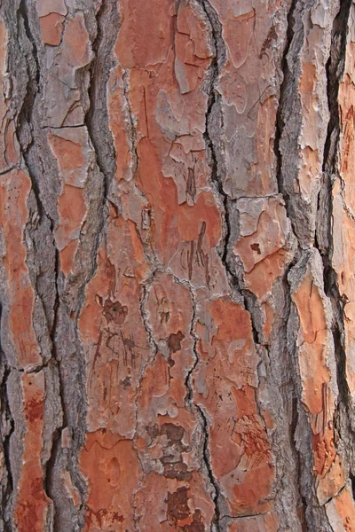 De schors van de boom is van bruine kleur. Achtergrond voor uw Desi — Stockfoto