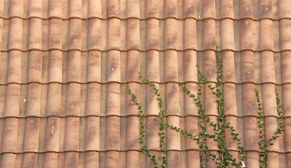 Roof of Tiles. Terracotta Old Tiles. Beige Background from Tiles