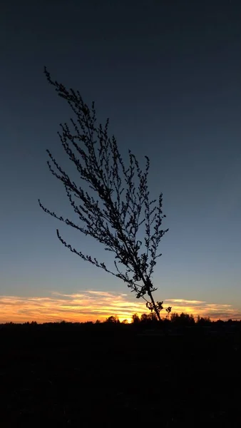 Silueta negra de una planta contra el telón de fondo de una puesta de sol y — Foto de Stock