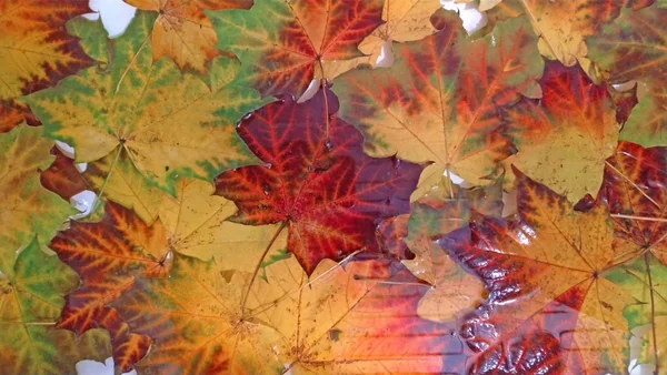 Colorful gold autumn leaves. Beautiful autumn background, wallpa