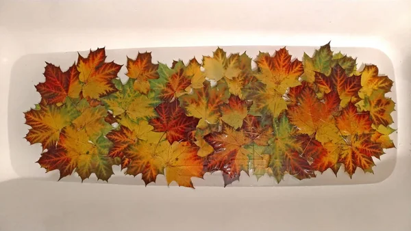 Colorful gold autumn leaves. Beautiful autumn background, wallpa