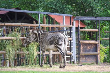 Zebra hayvanat bahçesinde