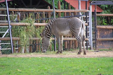 Zebra hayvanat bahçesinde