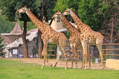 Hayvanat bahçesindeki zürafalar