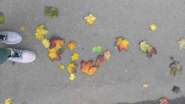 Bright colorful maple leaves lie on the asphalt in the fall. Bea — Stock Photo, Image