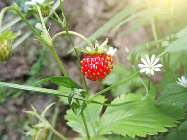 红色美丽的草莓在绿草在夏天 — 图库照片