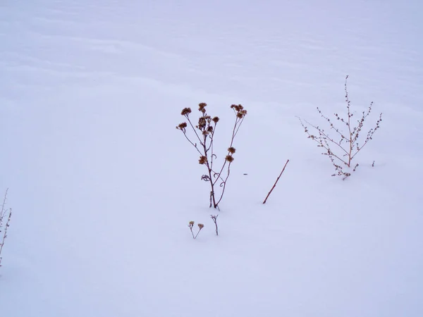 冬の白雪の乾燥植物 — ストック写真