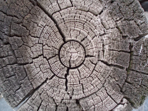 Ein Schnitt eines Baumes in Grautönen, ein Baumring — Stockfoto