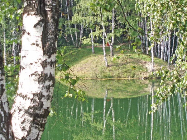 Latem krajobraz jest rosyjski Birches i zielony staw. Rosja — Zdjęcie stockowe