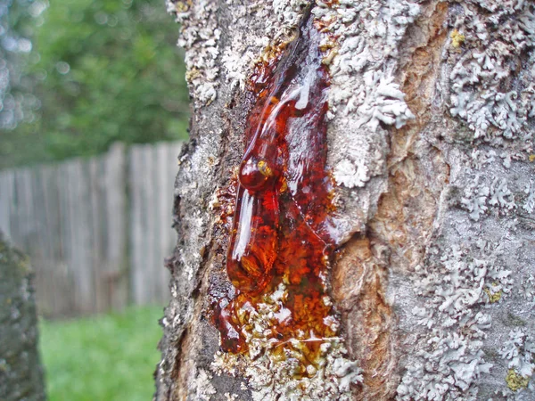 Resin dari pohon prem mengalir ke bawah batang pohon. Rusia — Stok Foto