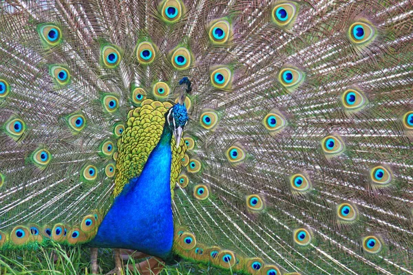 The male peacock dissolved bright feathers — Stock Photo, Image