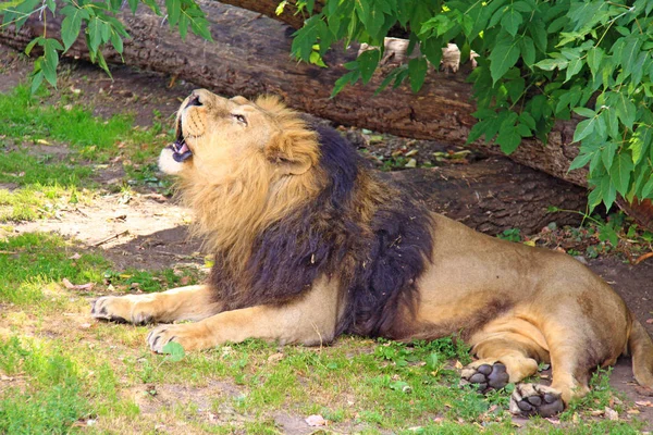Λιοντάρι στο ζωολογικό κήπο — Φωτογραφία Αρχείου
